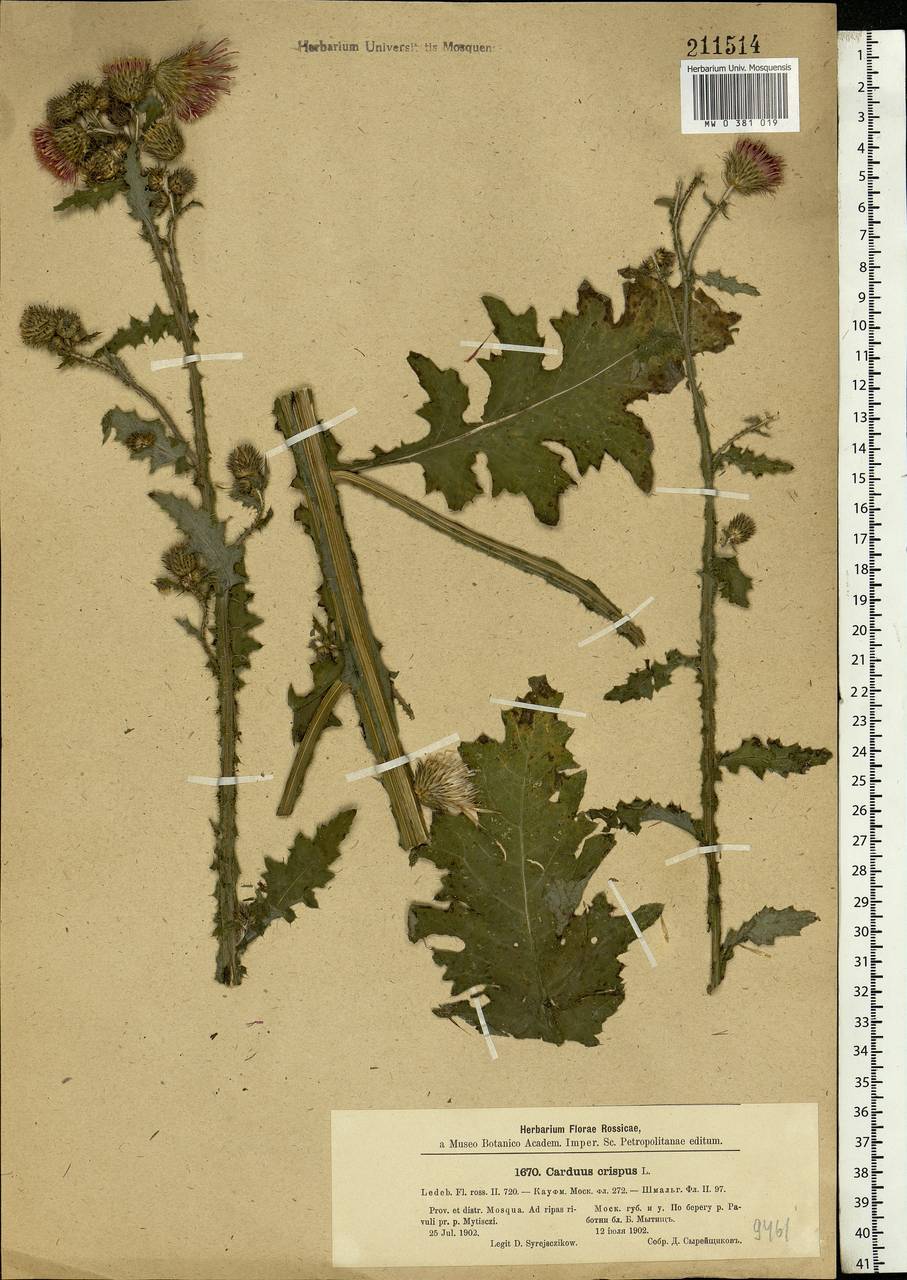 Carduus crispus L., Eastern Europe, Moscow region (E4a) (Russia)