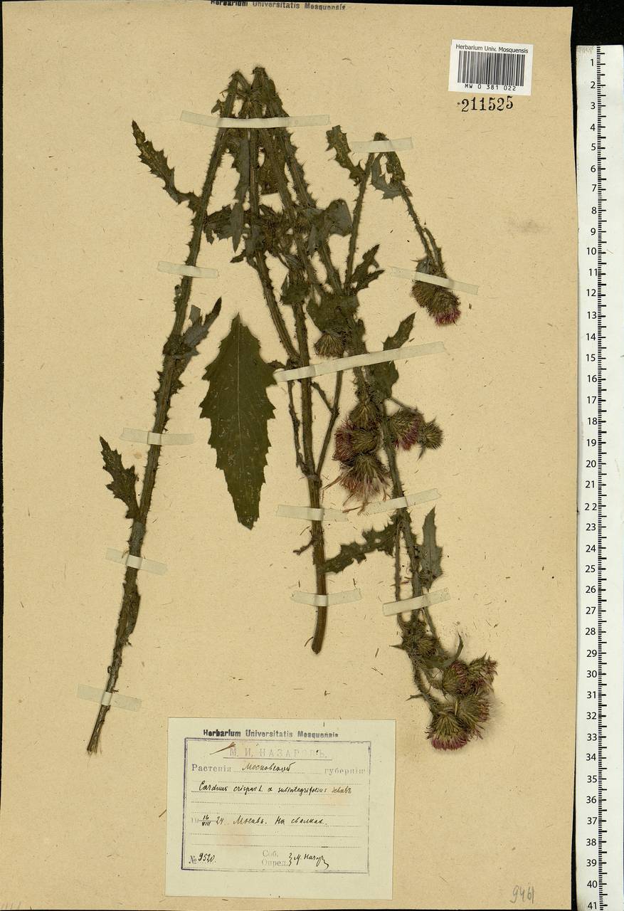 Carduus crispus L., Eastern Europe, Moscow region (E4a) (Russia)