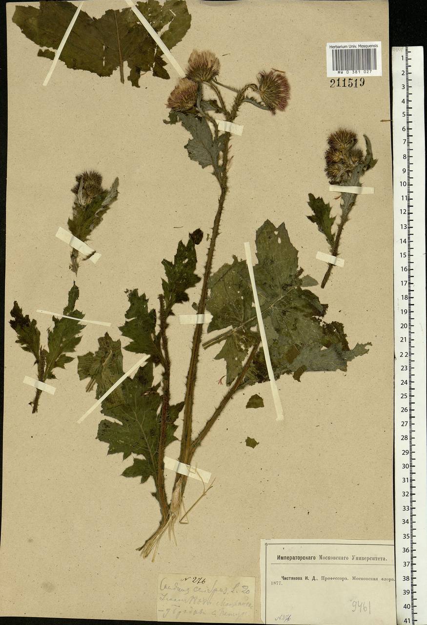 Carduus crispus L., Eastern Europe, Moscow region (E4a) (Russia)