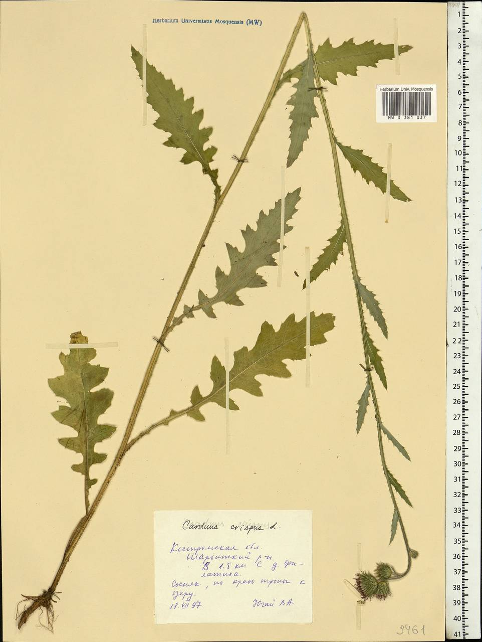 Carduus crispus L., Eastern Europe, Central forest region (E5) (Russia)