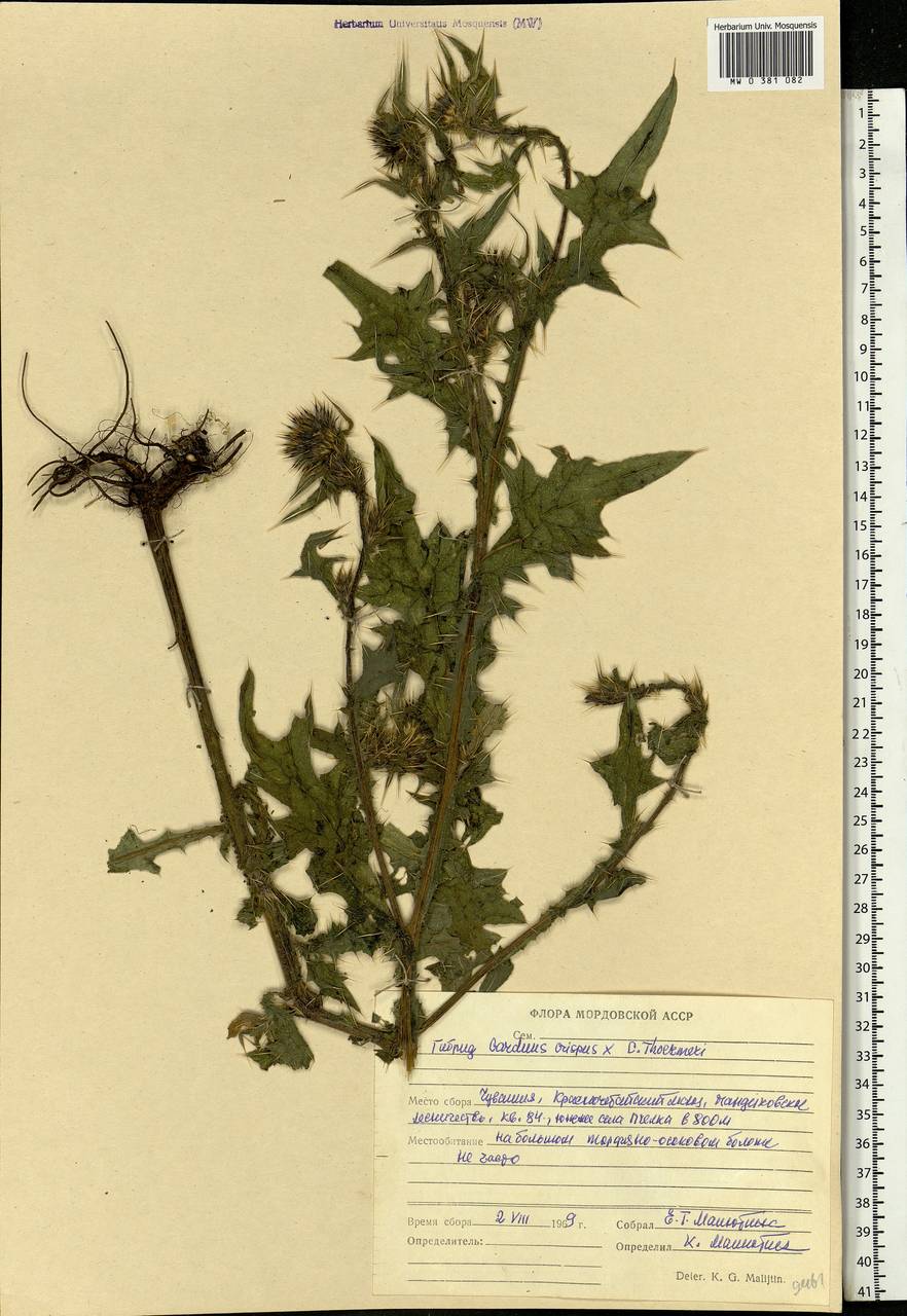 Carduus crispus L., Eastern Europe, Middle Volga region (E8) (Russia)