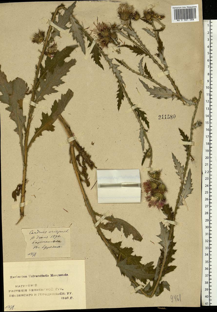 Carduus crispus L., Eastern Europe, Middle Volga region (E8) (Russia)