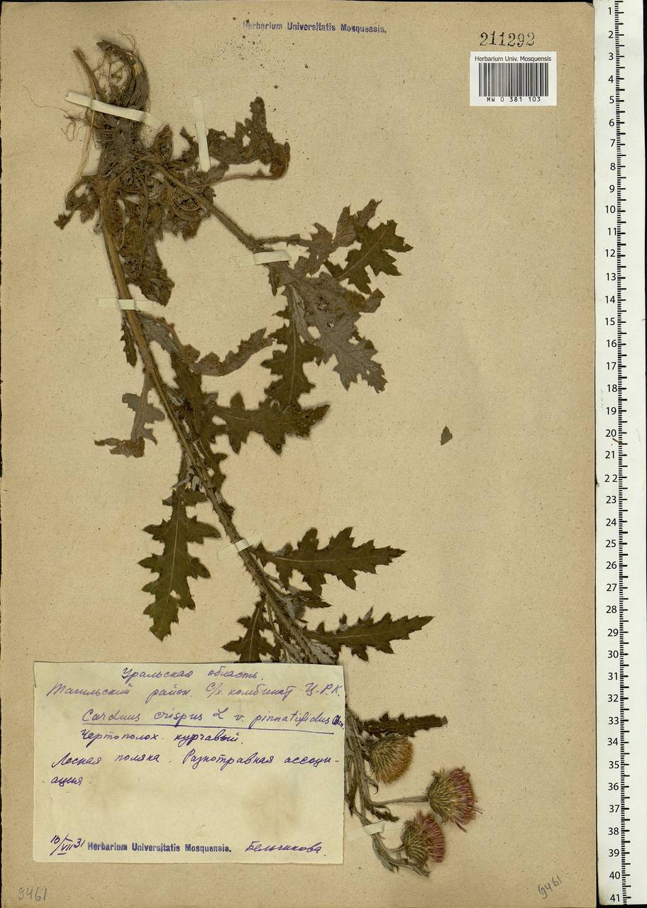 Carduus crispus L., Eastern Europe, Eastern region (E10) (Russia)