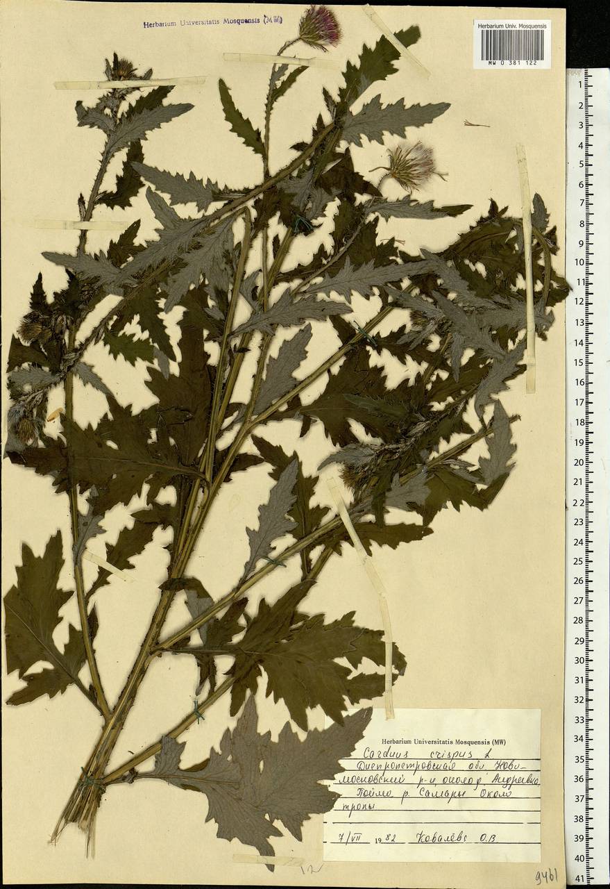 Carduus crispus L., Eastern Europe, South Ukrainian region (E12) (Ukraine)