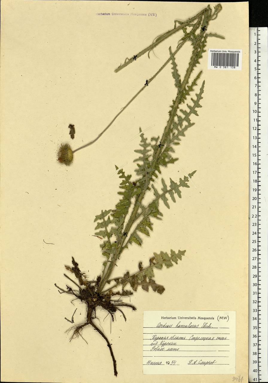 Carduus hamulosus Ehrh., Eastern Europe, Central forest-and-steppe region (E6) (Russia)