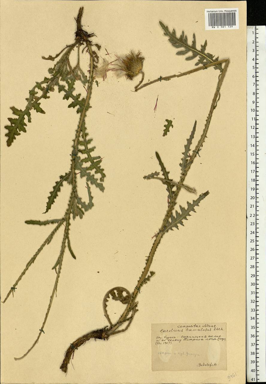 Carduus hamulosus Ehrh., Eastern Europe, Central forest-and-steppe region (E6) (Russia)