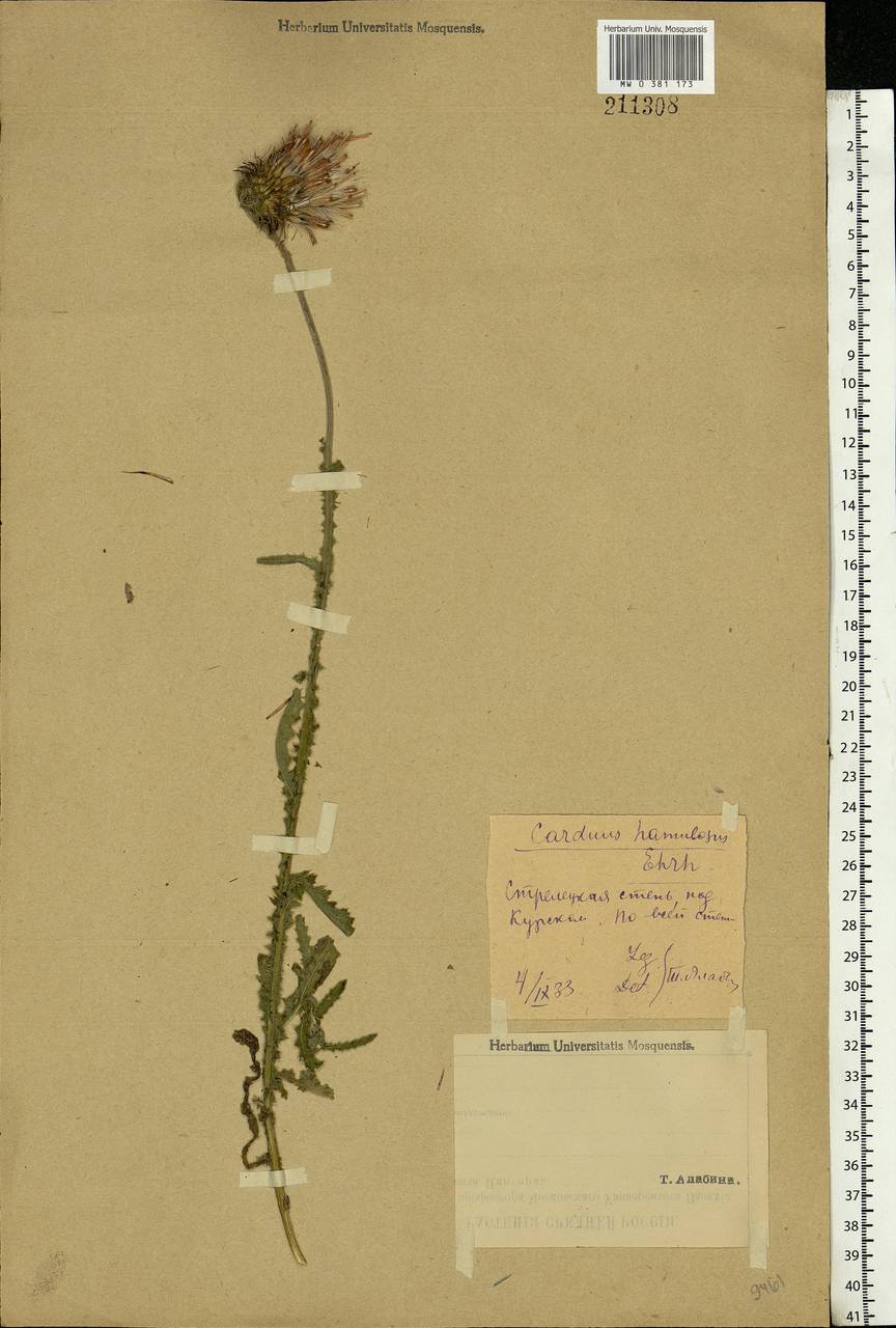 Carduus hamulosus Ehrh., Eastern Europe, Central forest-and-steppe region (E6) (Russia)