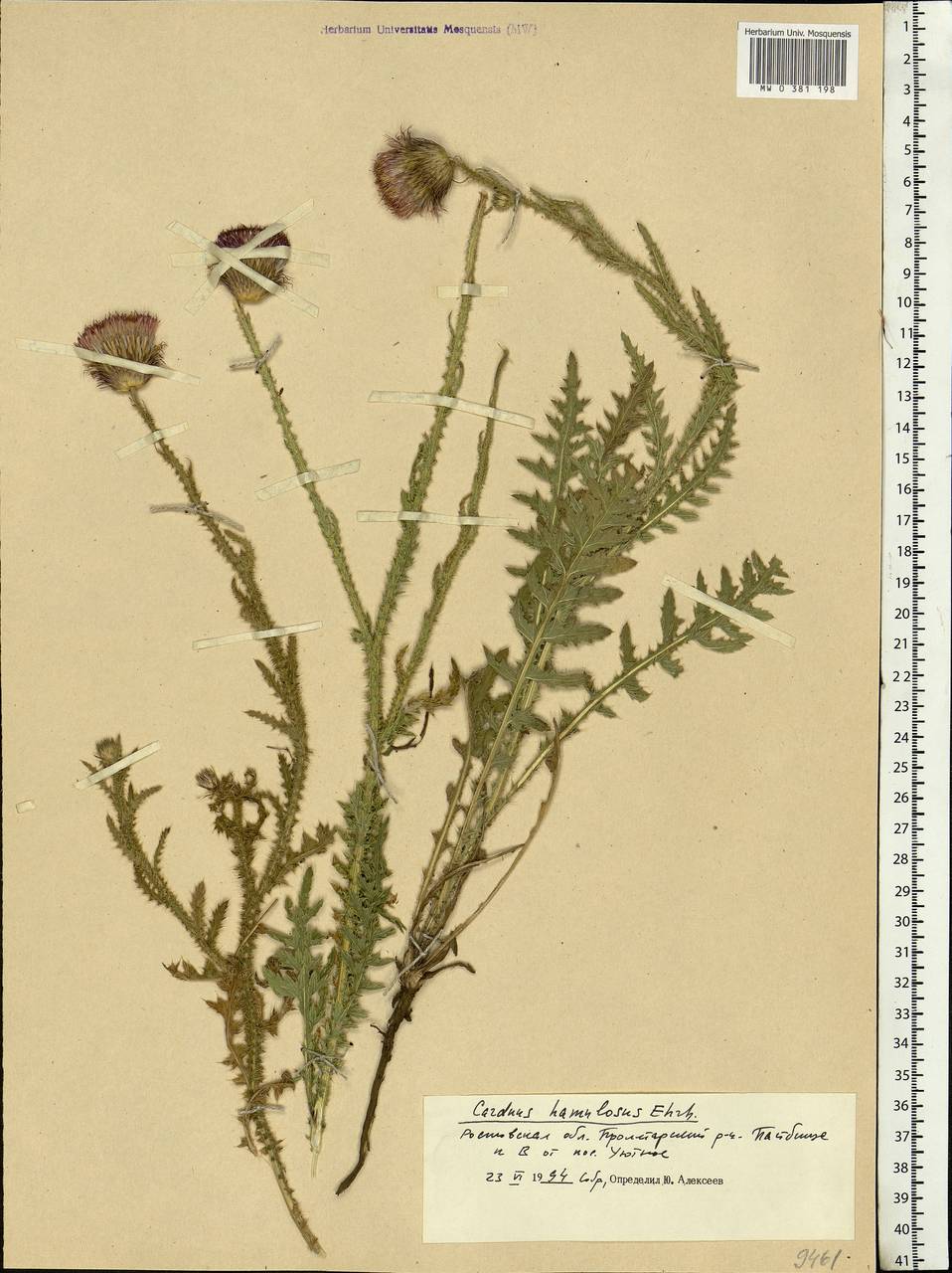 Carduus hamulosus Ehrh., Eastern Europe, Rostov Oblast (E12a) (Russia)