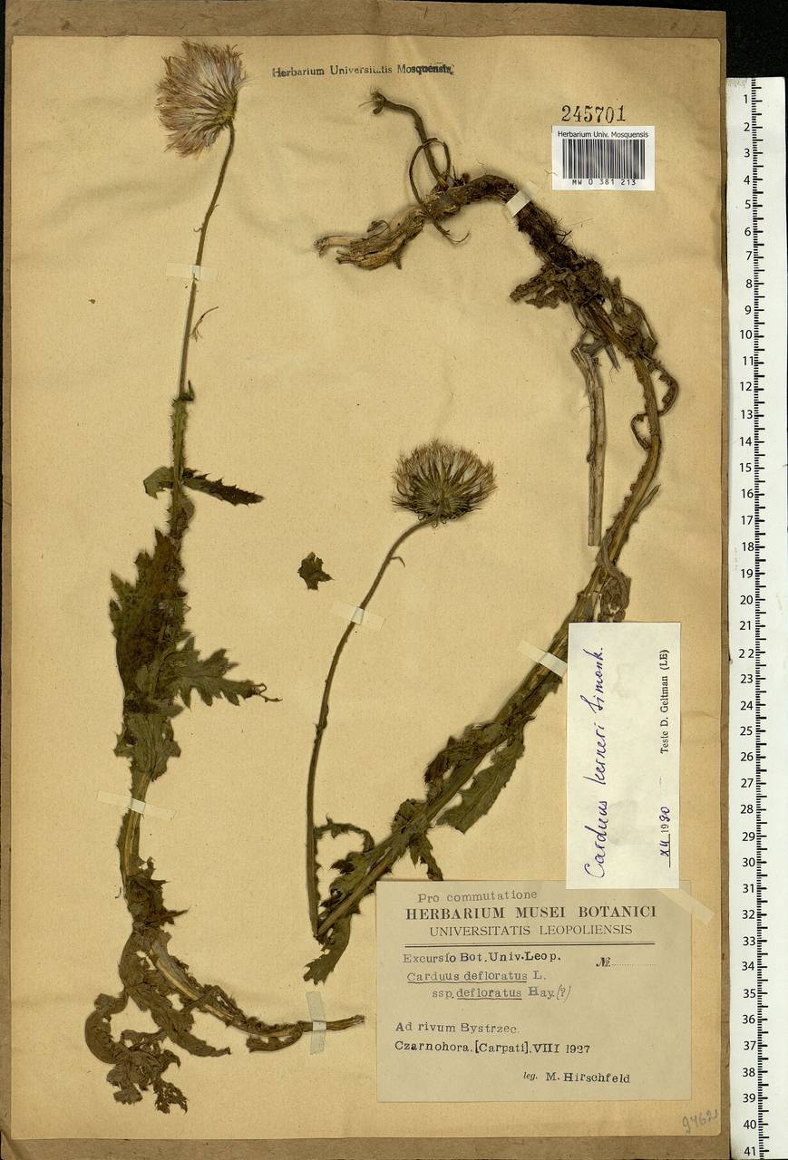 Carduus kerneri Simonk., Eastern Europe, West Ukrainian region (E13) (Ukraine)