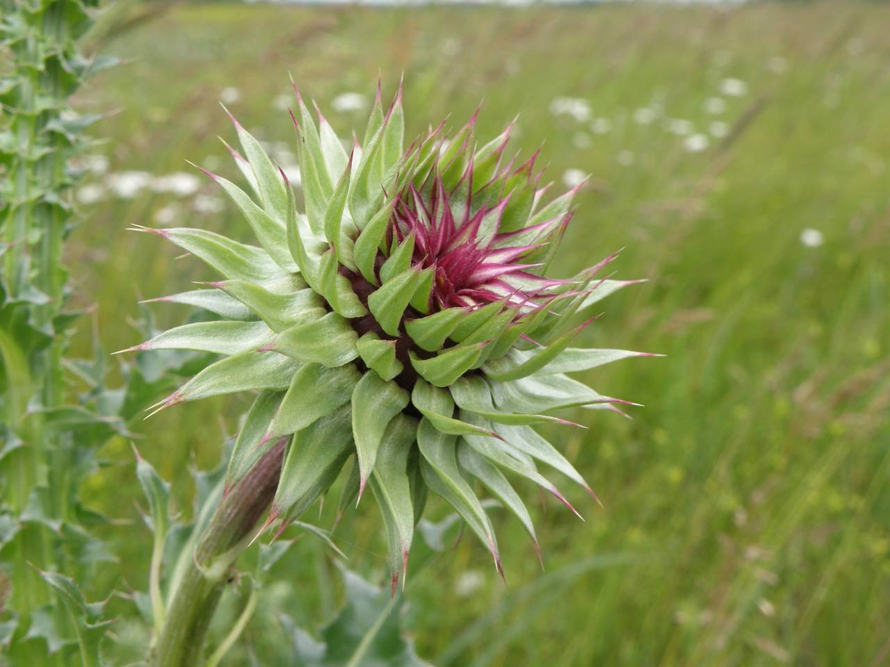 Carduus nutans, Eastern Europe, Central region (E4) (Russia)