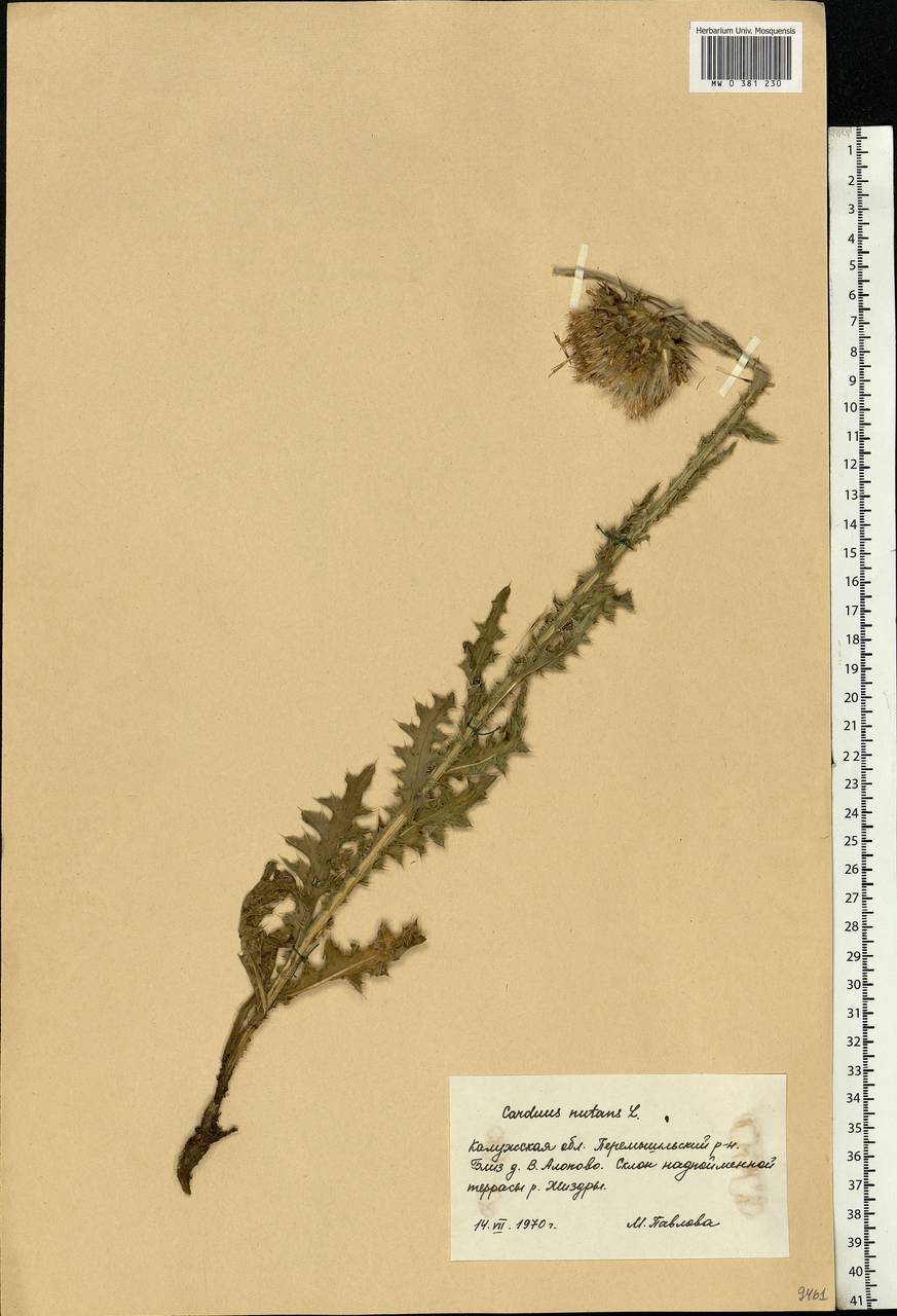 Carduus nutans L., Eastern Europe, Central region (E4) (Russia)