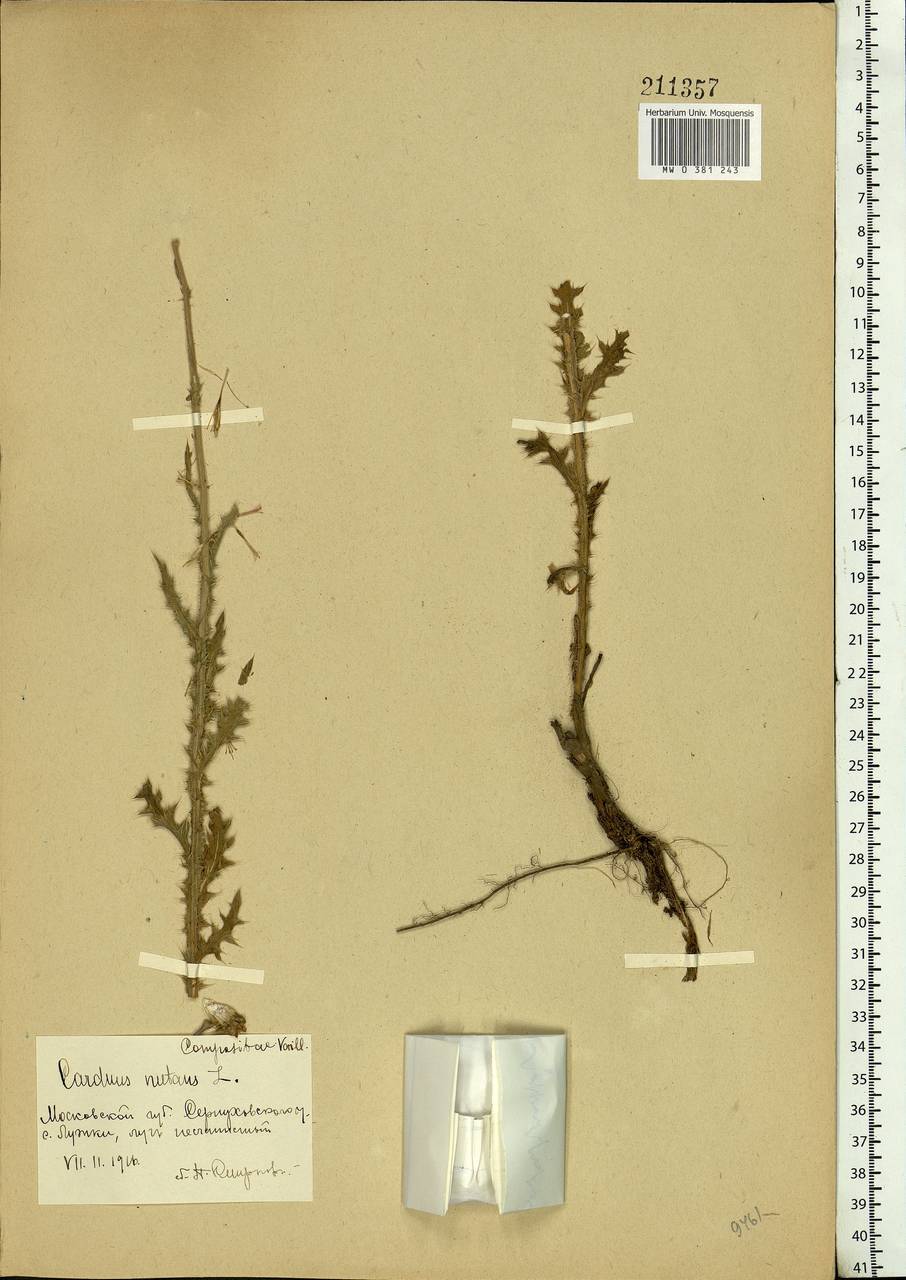 Carduus nutans, Eastern Europe, Moscow region (E4a) (Russia)