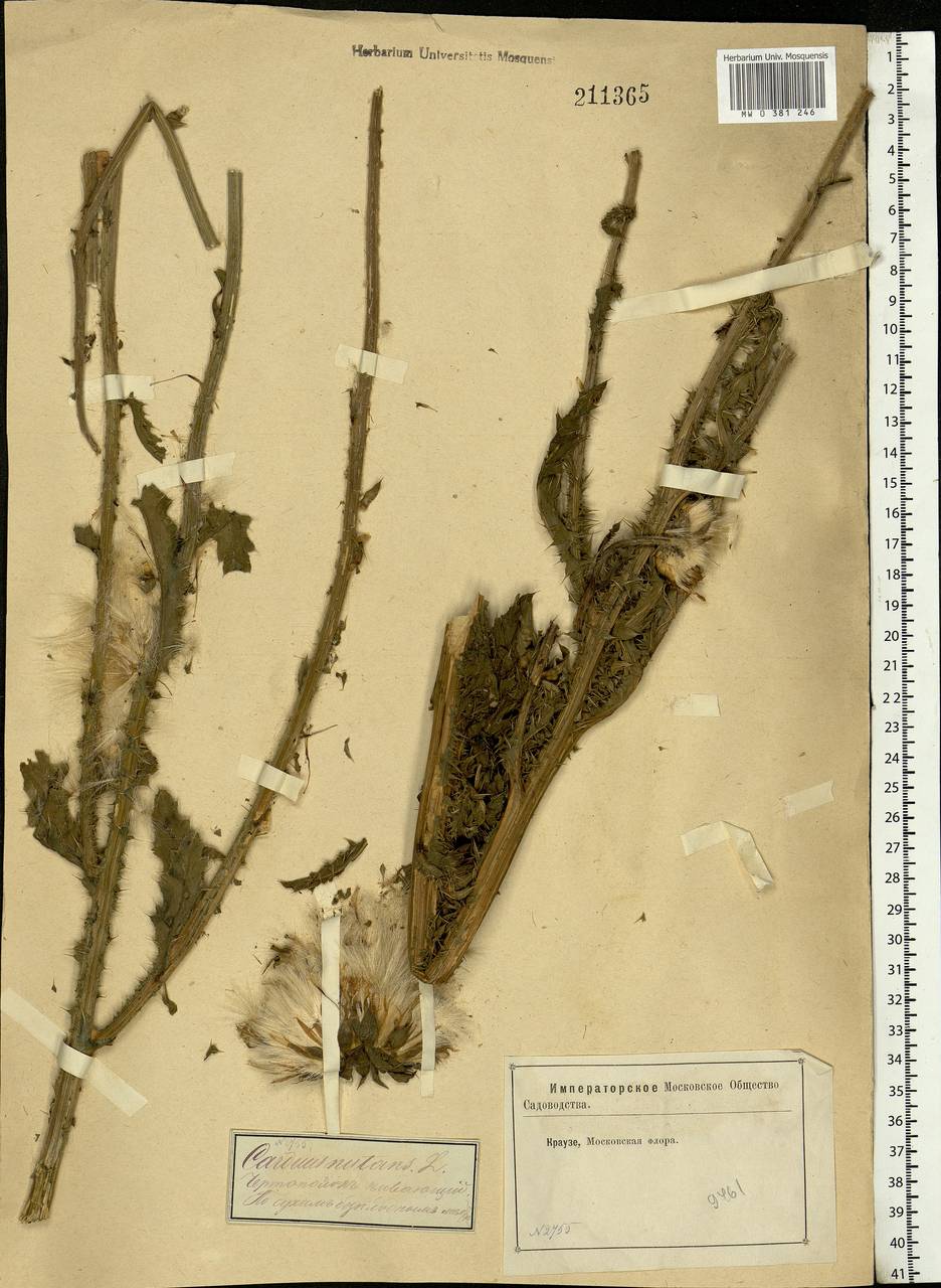 Carduus nutans L., Eastern Europe, Moscow region (E4a) (Russia)