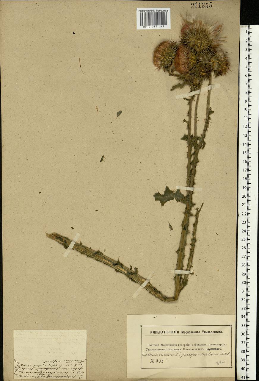 Carduus nutans L., Eastern Europe, Moscow region (E4a) (Russia)