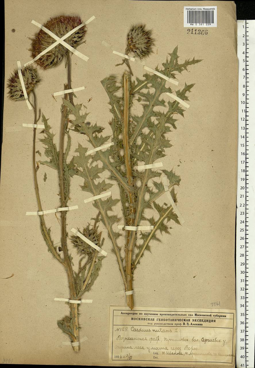 Carduus nutans, Eastern Europe, Moscow region (E4a) (Russia)