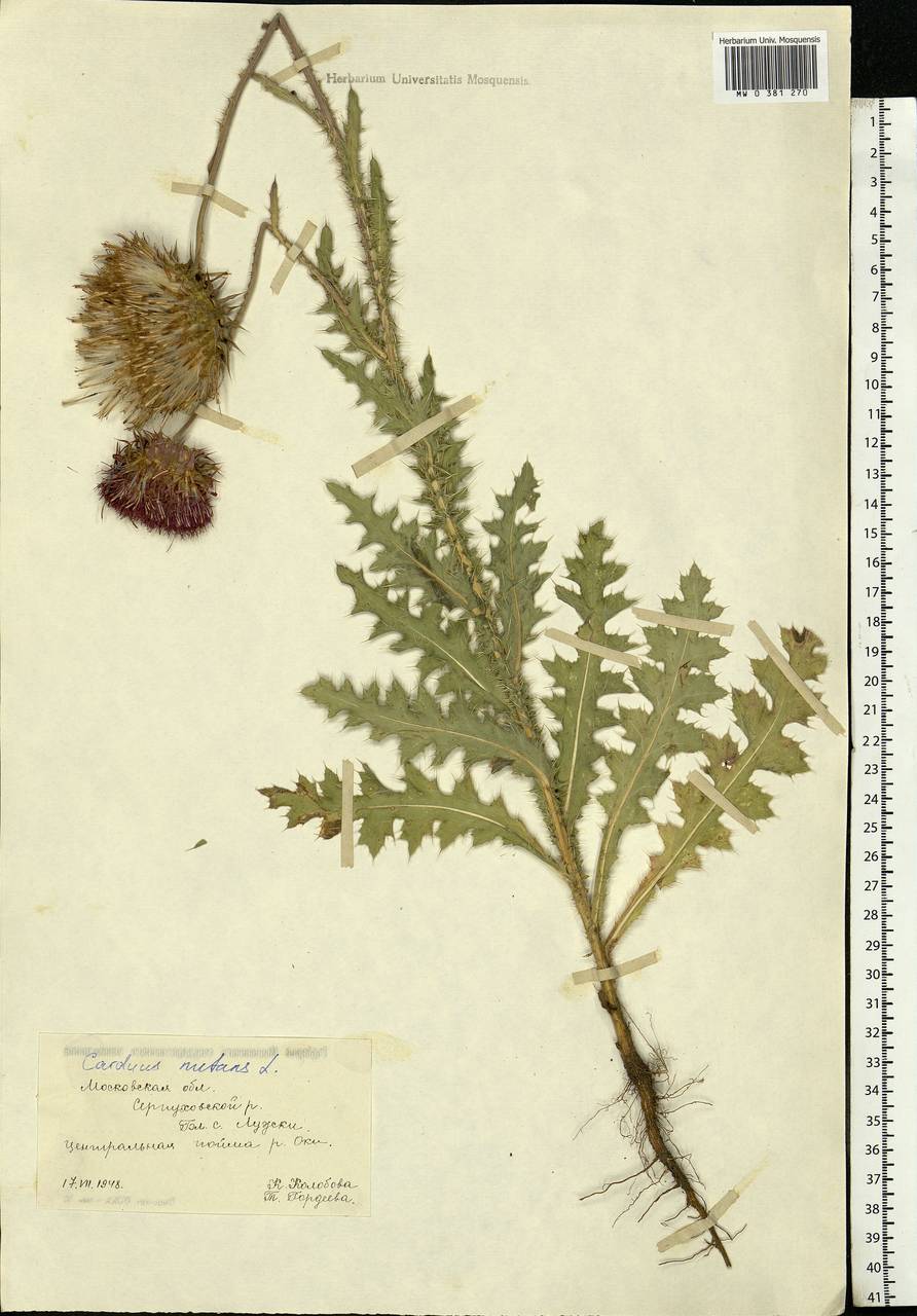 Carduus nutans, Eastern Europe, Moscow region (E4a) (Russia)
