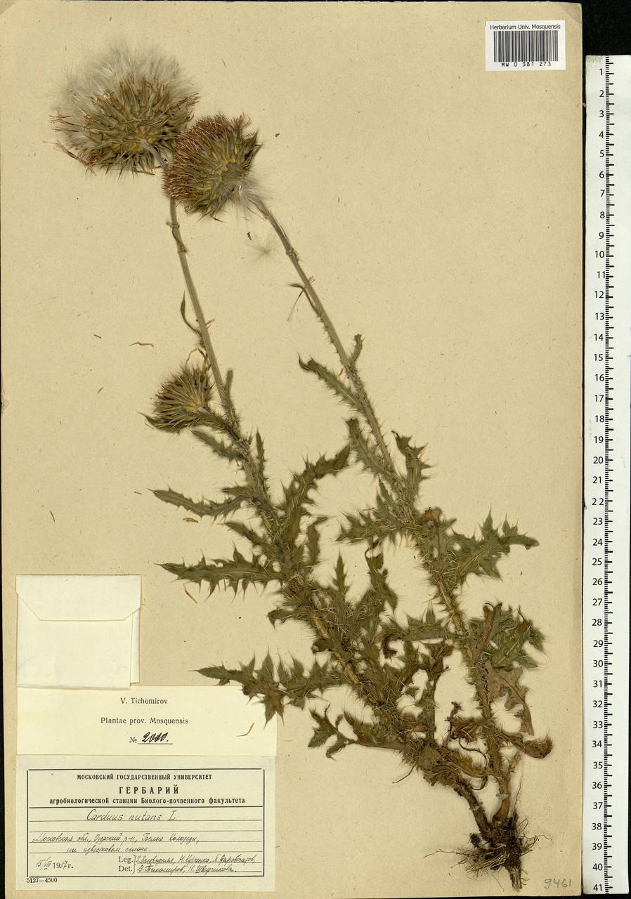 Carduus nutans L., Eastern Europe, Moscow region (E4a) (Russia)