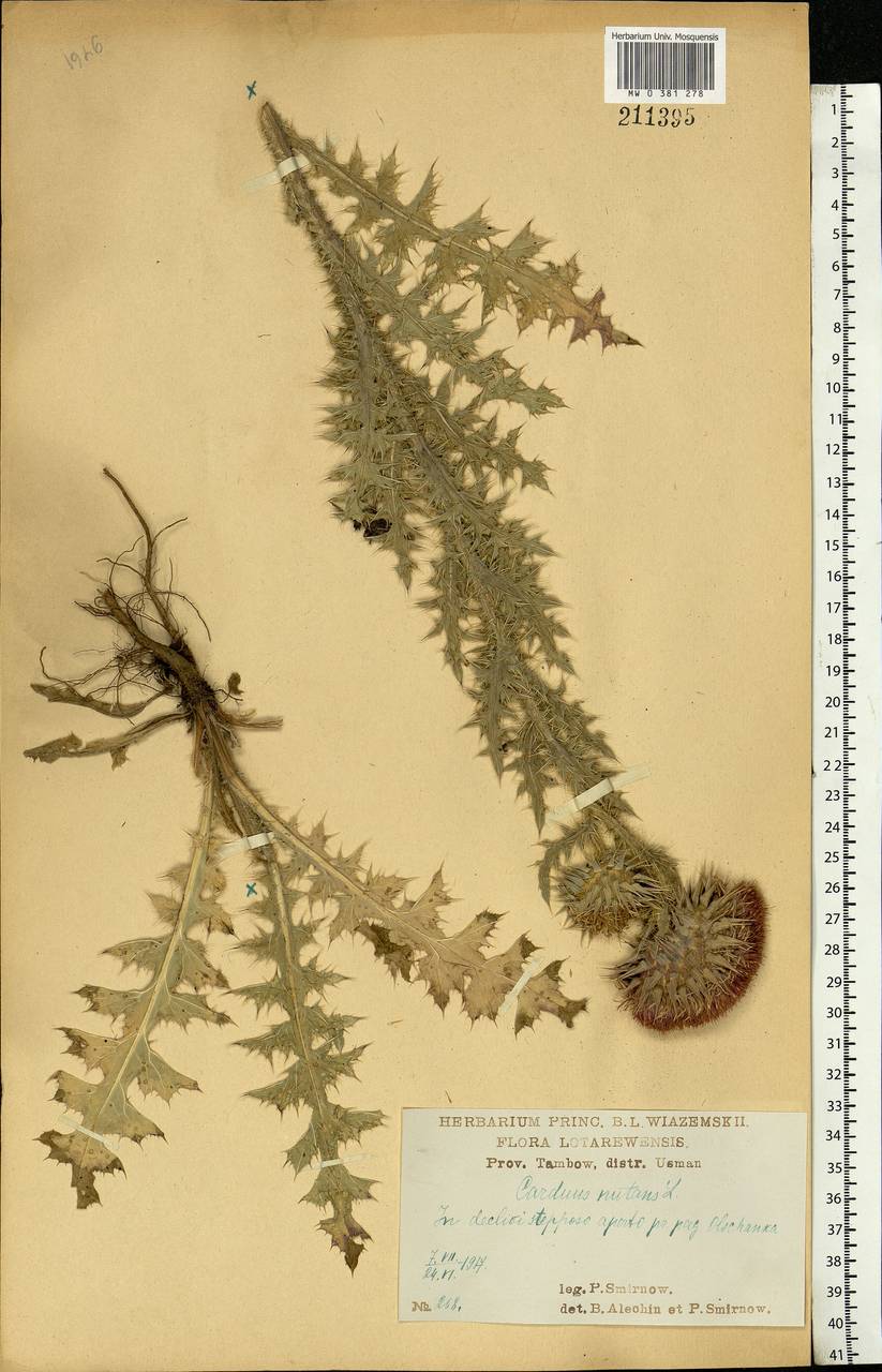Carduus nutans L., Eastern Europe, Central forest-and-steppe region (E6) (Russia)