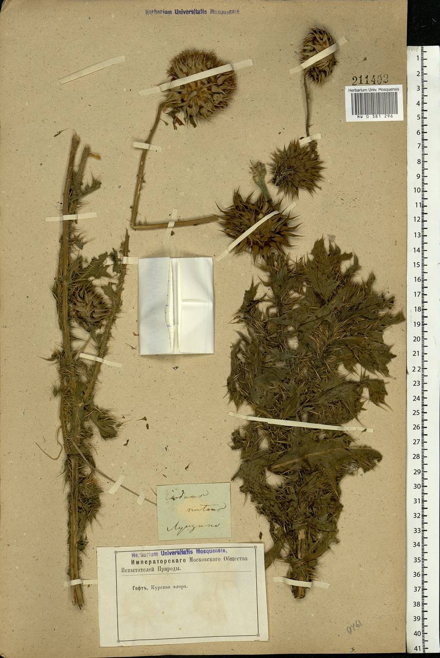 Carduus nutans, Eastern Europe, Central forest-and-steppe region (E6) (Russia)