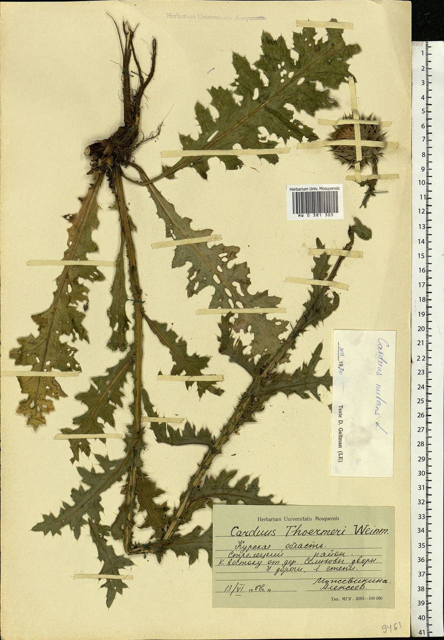 Carduus nutans, Eastern Europe, Central forest-and-steppe region (E6) (Russia)