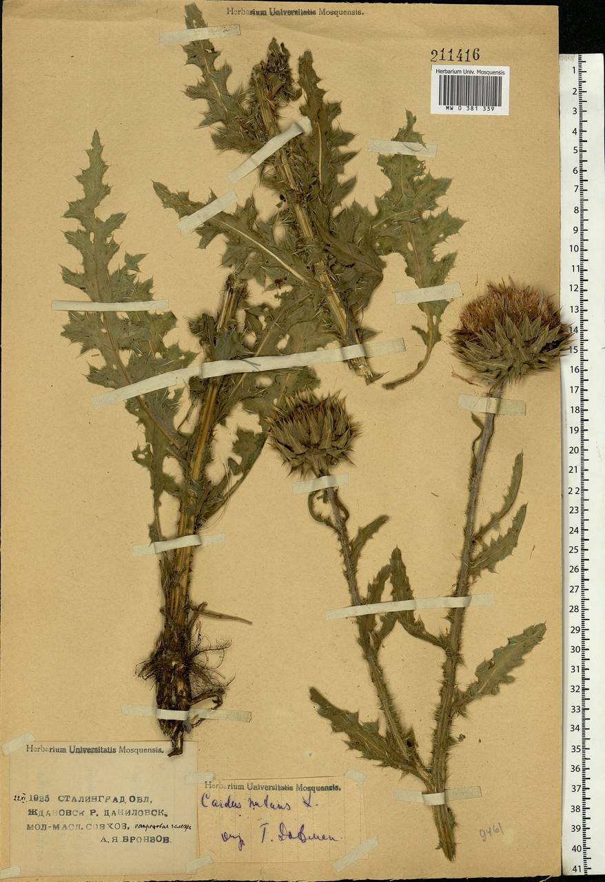 Carduus nutans L., Eastern Europe, Lower Volga region (E9) (Russia)