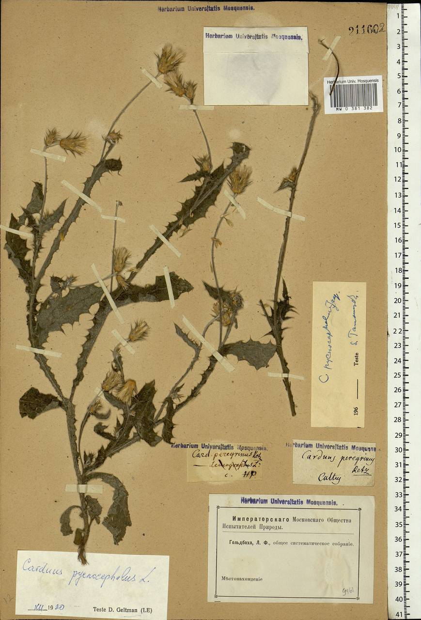 Carduus pycnocephalus L., Eastern Europe, South Ukrainian region (E12) (Ukraine)