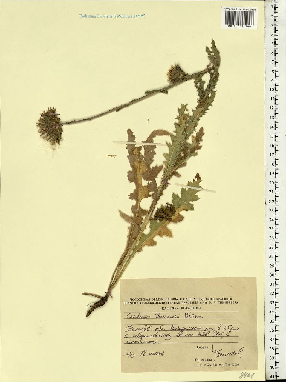 Carduus nutans subsp. leiophyllus (Petrovic) Arènes, Eastern Europe, Central forest-and-steppe region (E6) (Russia)