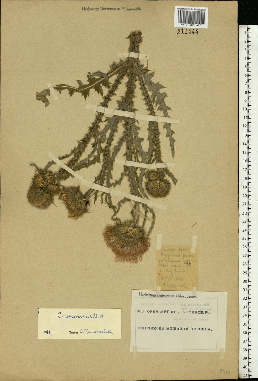 Carduus uncinatus M. Bieb., Eastern Europe, Eastern region (E10) (Russia)