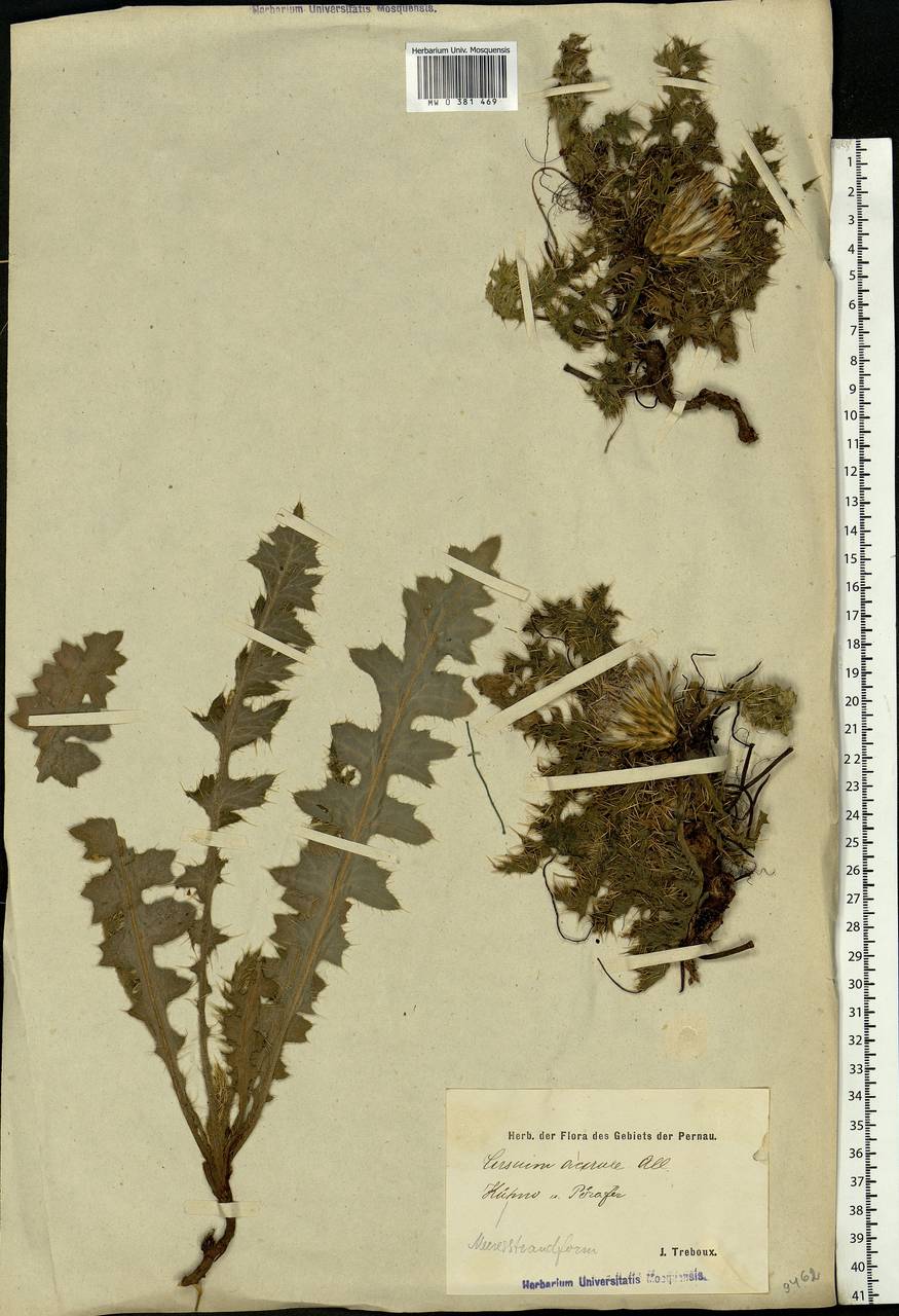 Cirsium acaule (L.) Scop., Eastern Europe, Estonia (E2c) (Estonia)