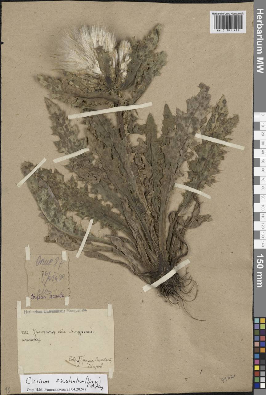 Cirsium acaule (L.) Scop., Eastern Europe, Eastern region (E10) (Russia)