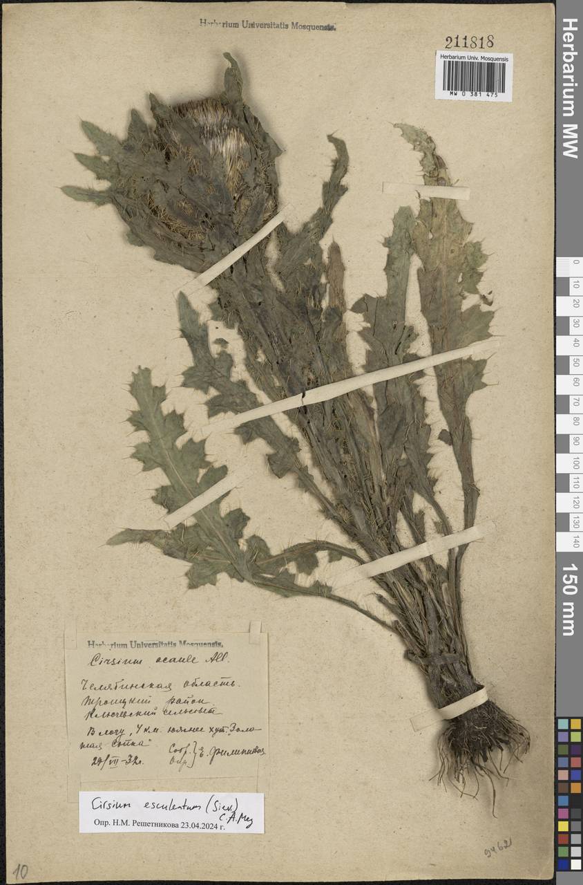 Cirsium acaule (L.) Scop., Eastern Europe, Eastern region (E10) (Russia)