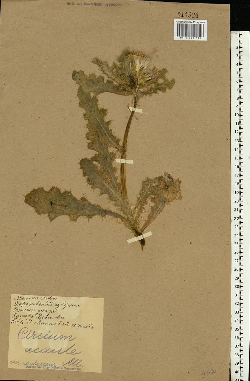 Cirsium acaule (L.) Scop., Eastern Europe, North Ukrainian region (E11) (Ukraine)