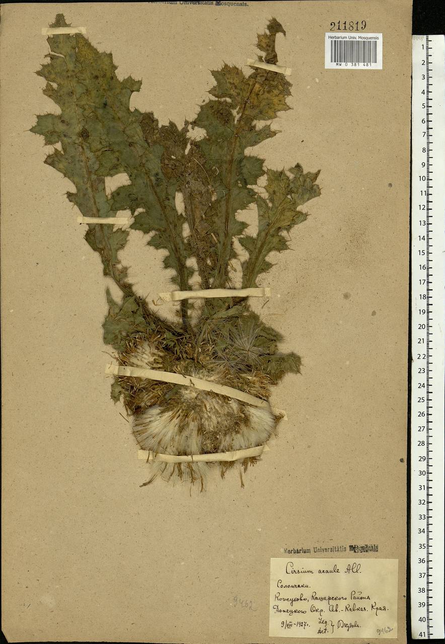 Cirsium acaule (L.) Scop., Eastern Europe, Rostov Oblast (E12a) (Russia)