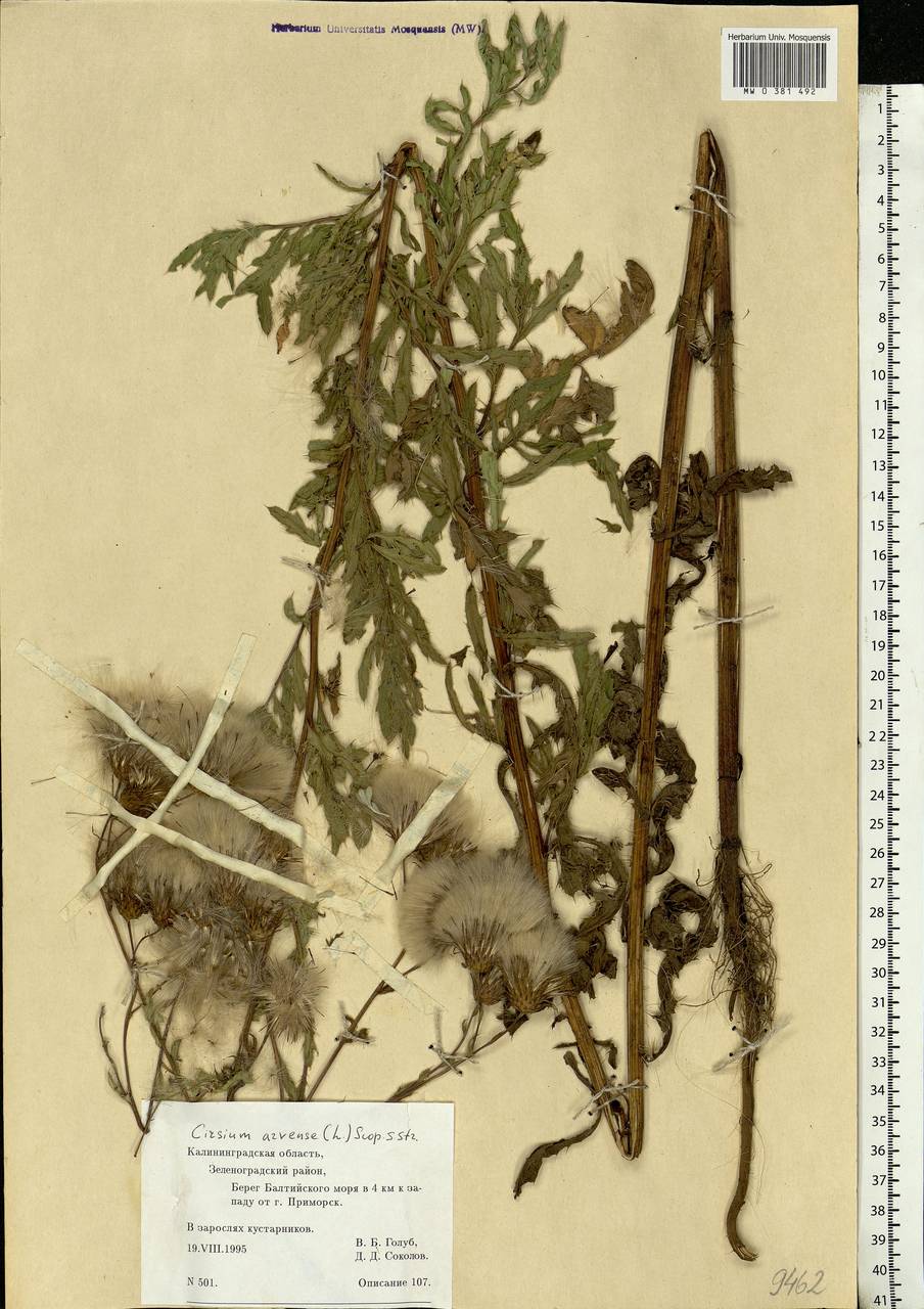 Cirsium arvense, Eastern Europe, North-Western region (E2) (Russia)