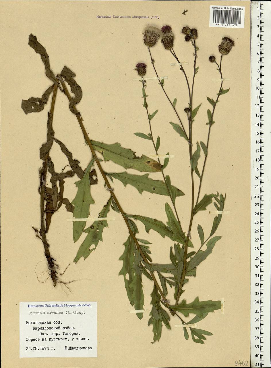 Cirsium arvense (L.) Scop., Eastern Europe, Northern region (E1) (Russia)
