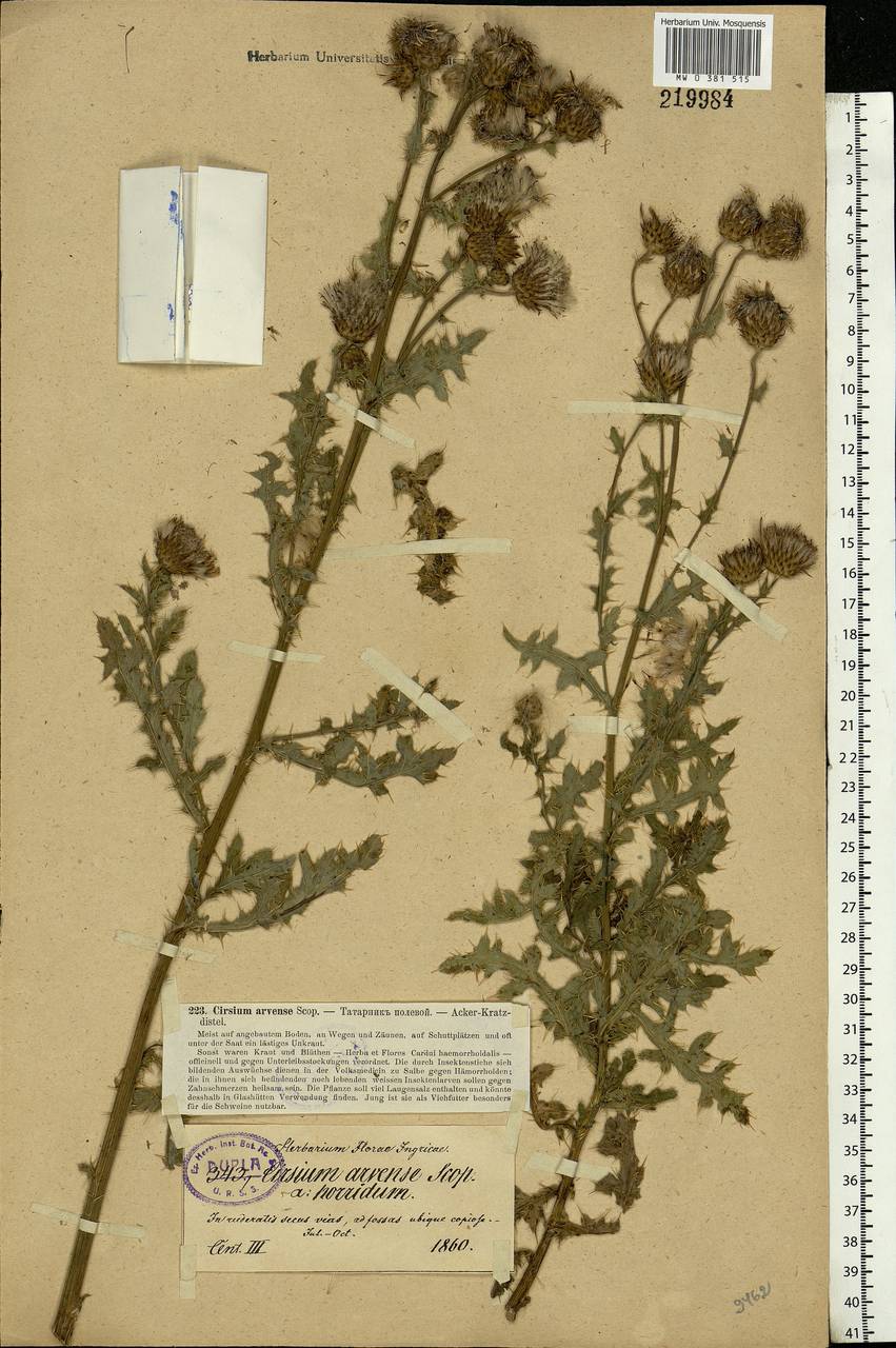 Cirsium arvense, Eastern Europe, North-Western region (E2) (Russia)