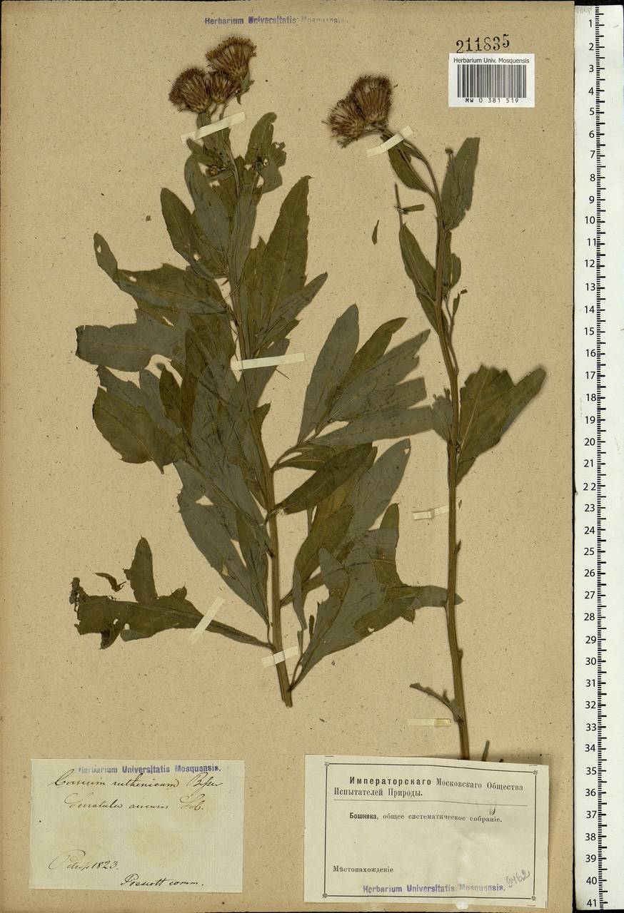 Cirsium arvense, Eastern Europe, North-Western region (E2) (Russia)