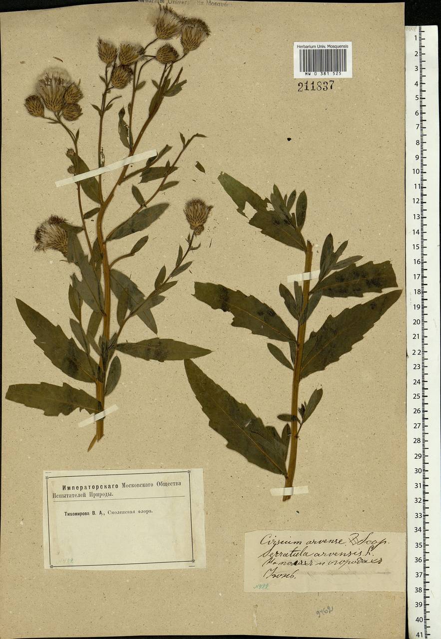 Cirsium arvense (L.) Scop., Eastern Europe, Western region (E3) (Russia)