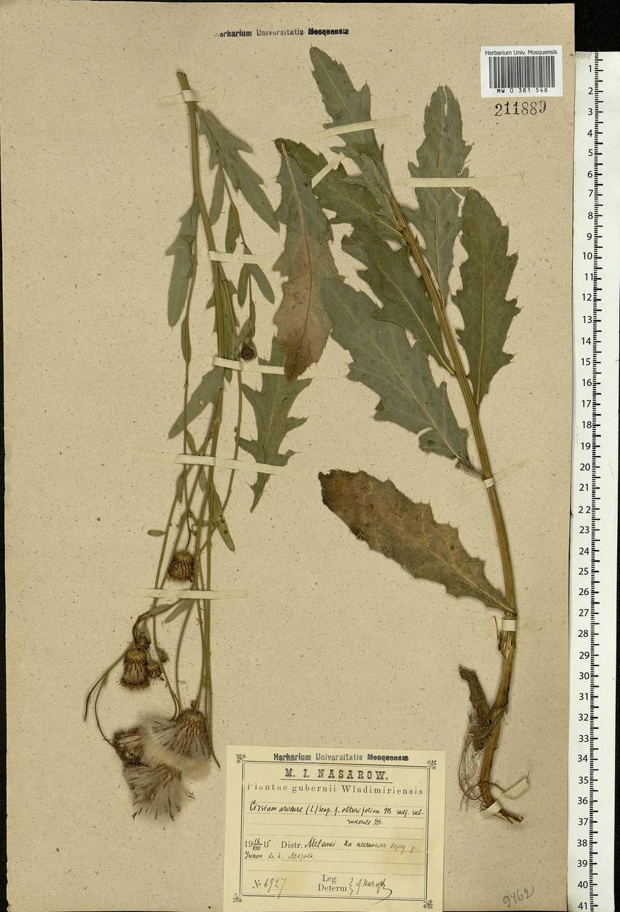 Cirsium arvense (L.) Scop., Eastern Europe, Central region (E4) (Russia)