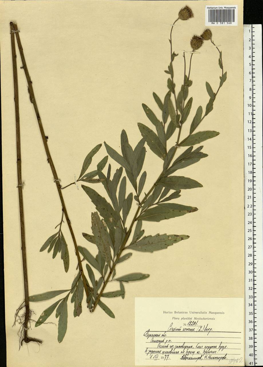 Cirsium arvense (L.) Scop., Eastern Europe, Central region (E4) (Russia)