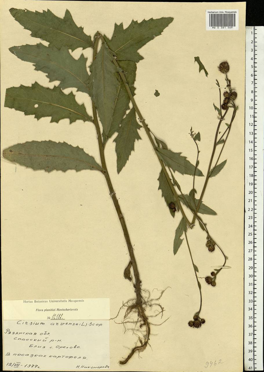 Cirsium arvense (L.) Scop., Eastern Europe, Central region (E4) (Russia)