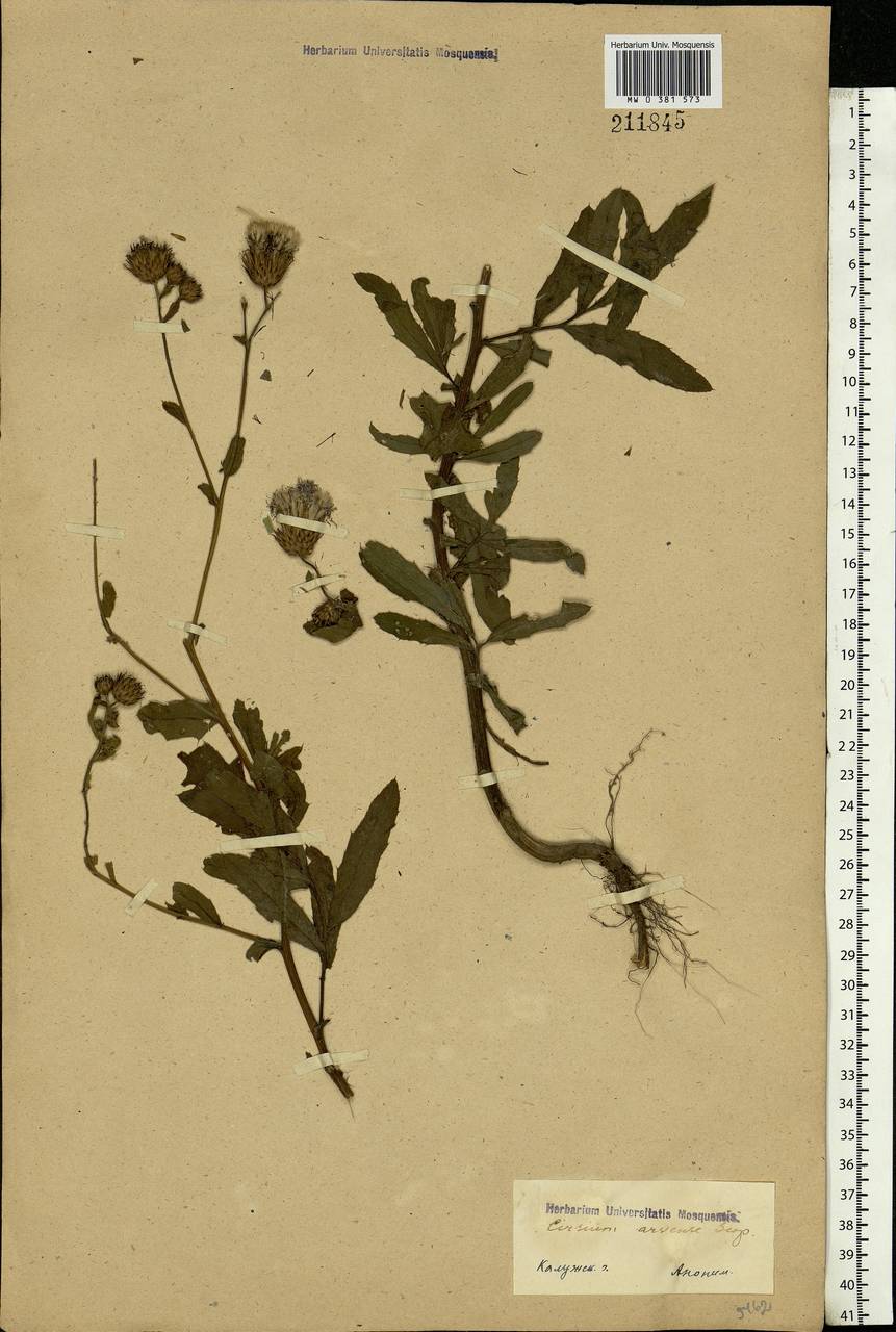 Cirsium arvense, Eastern Europe, Central region (E4) (Russia)