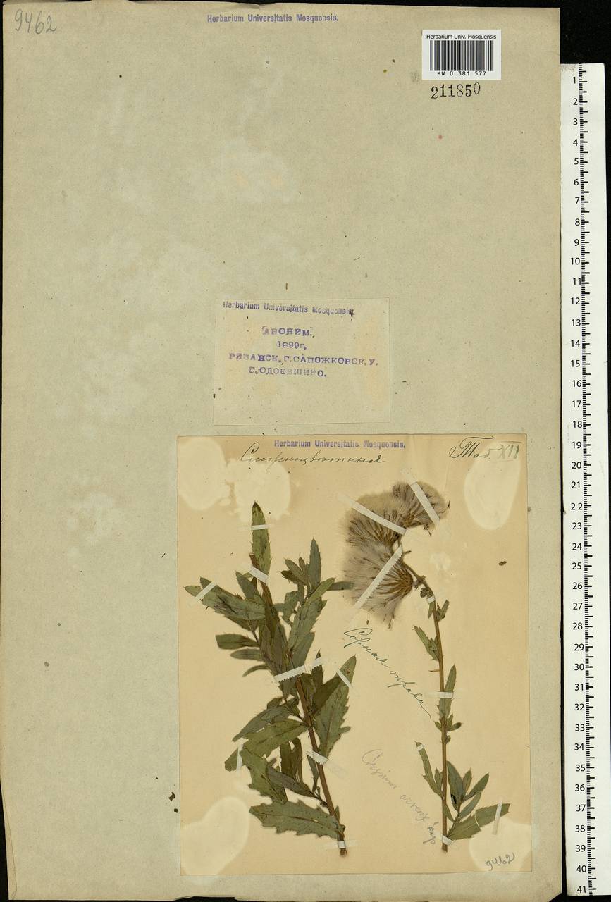 Cirsium arvense, Eastern Europe, Central region (E4) (Russia)