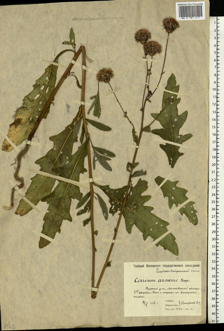 Cirsium arvense (L.) Scop., Eastern Europe, Moscow region (E4a) (Russia)