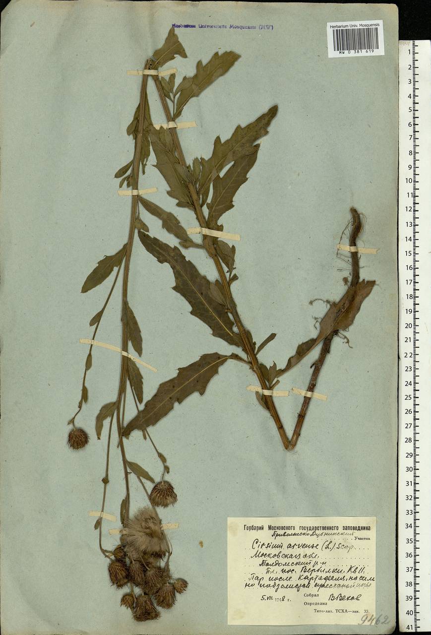 Cirsium arvense, Eastern Europe, Moscow region (E4a) (Russia)