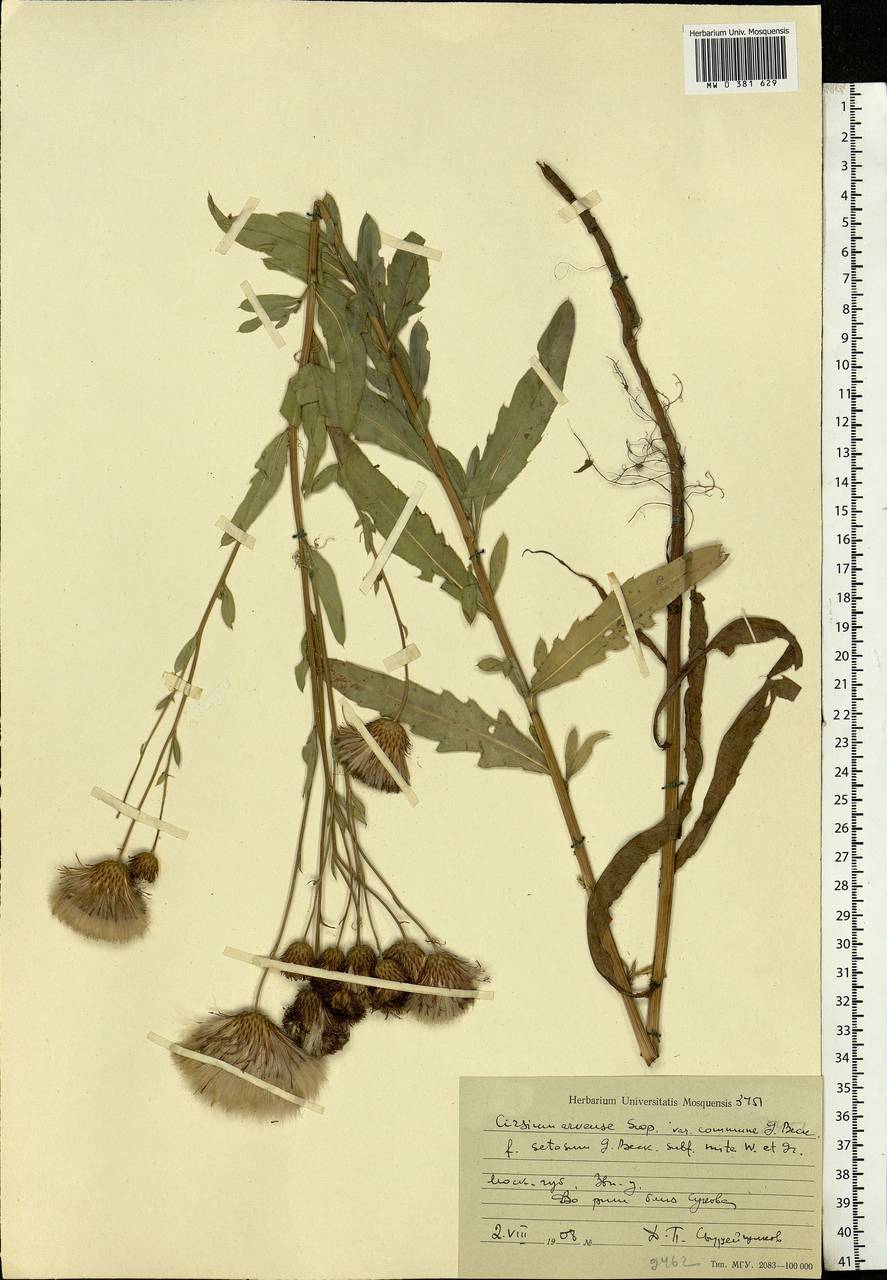 Cirsium arvense (L.) Scop., Eastern Europe, Moscow region (E4a) (Russia)