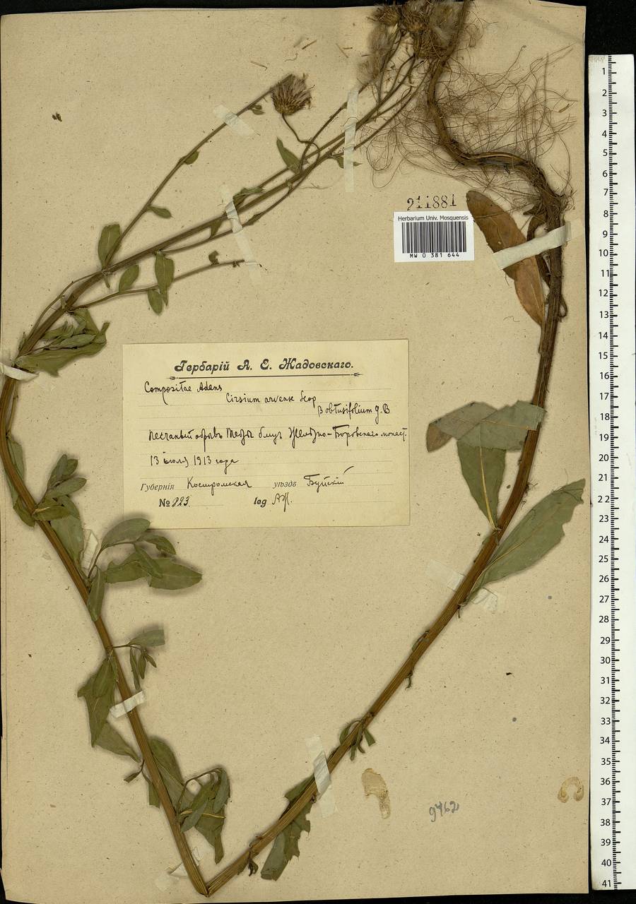 Cirsium arvense, Eastern Europe, Central forest region (E5) (Russia)