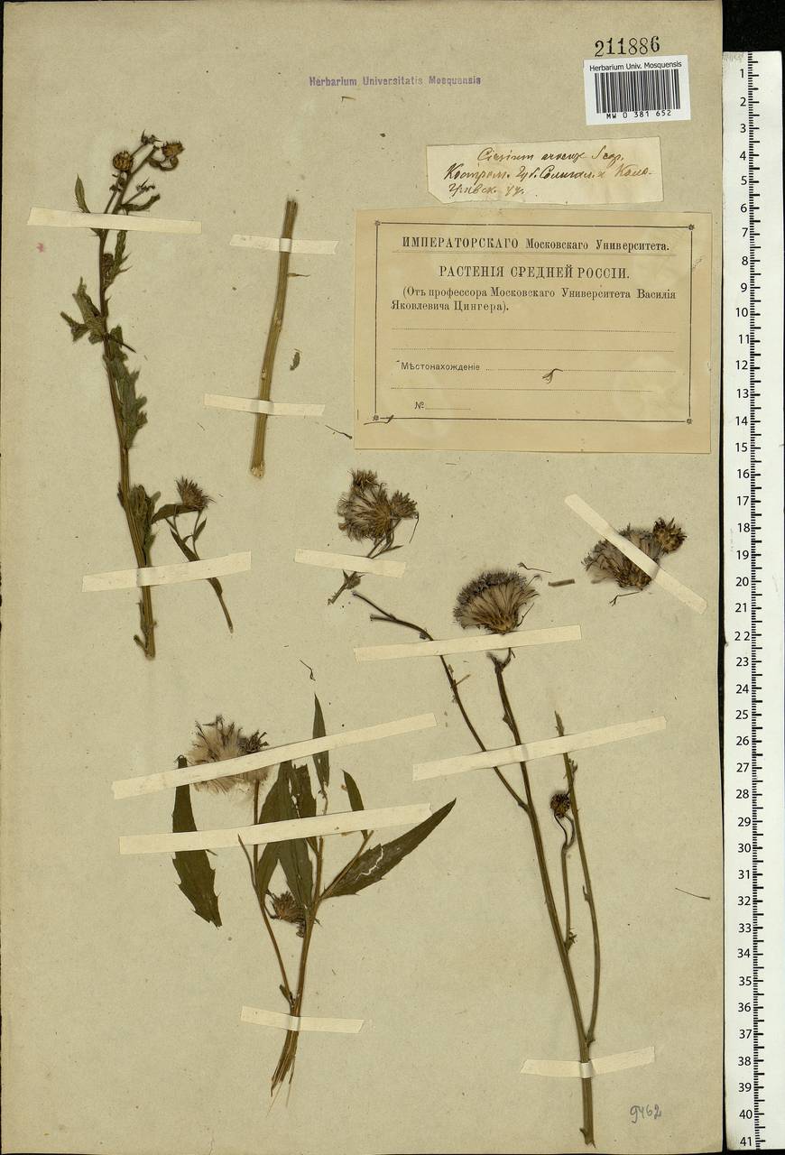 Cirsium arvense (L.) Scop., Eastern Europe, Central forest region (E5) (Russia)