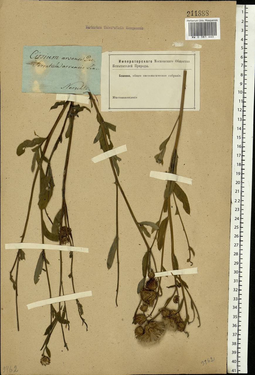 Cirsium arvense, Eastern Europe, Central forest region (E5) (Russia)