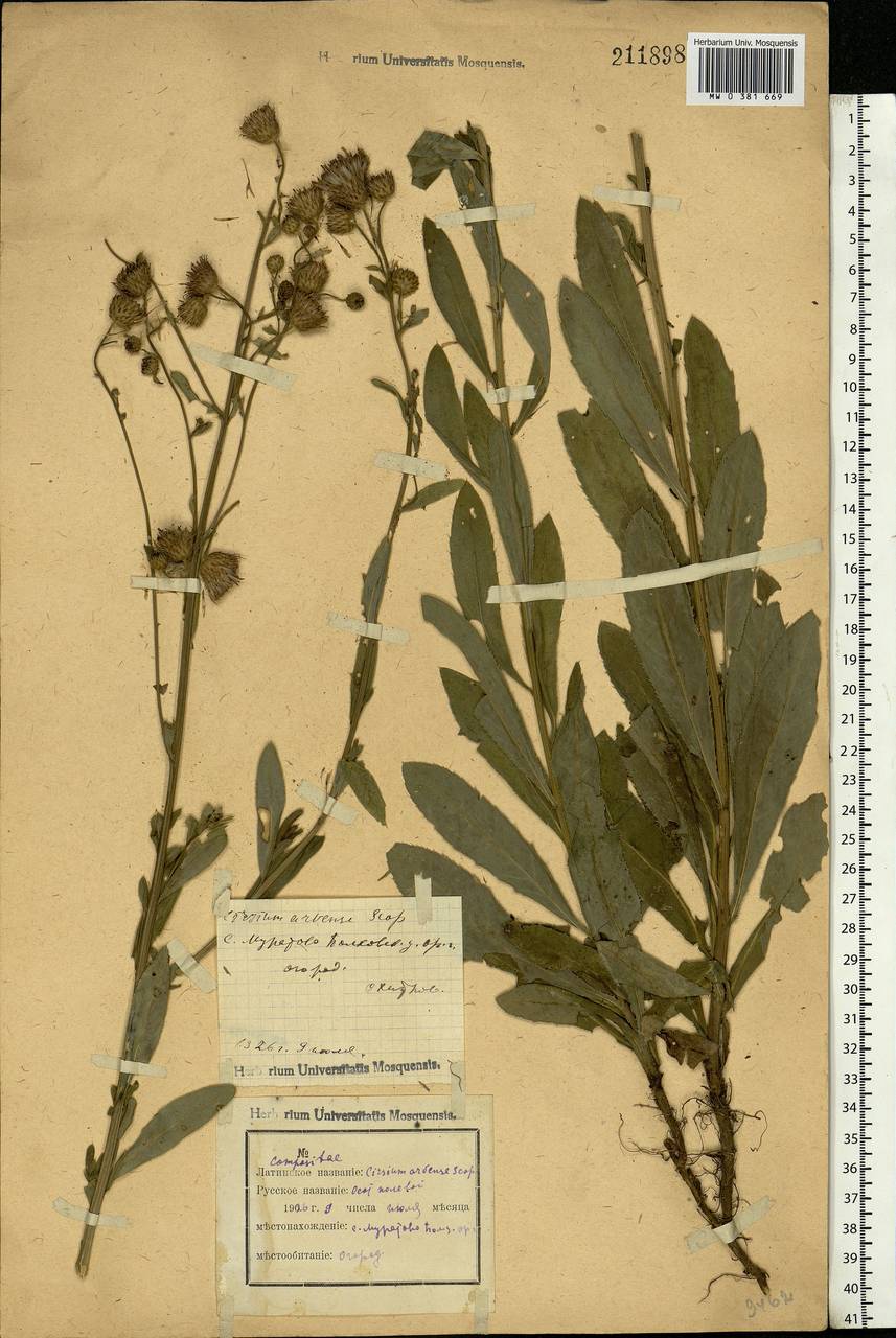 Cirsium arvense (L.) Scop., Eastern Europe, Central forest-and-steppe region (E6) (Russia)
